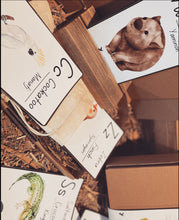 Load image into Gallery viewer, Australian Fauna Educational Flashcards - DIGITAL Copy