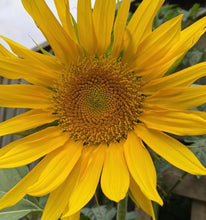 Load image into Gallery viewer, Grow your own sunflower kits 🌱🌻