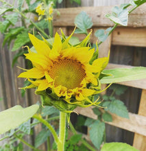 Load image into Gallery viewer, Grow your own sunflower kits 🌱🌻