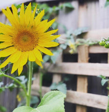 Load image into Gallery viewer, Grow your own sunflower kits 🌱🌻