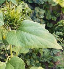 Load image into Gallery viewer, Grow your own sunflower kits 🌱🌻
