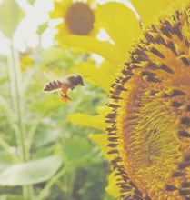 Load image into Gallery viewer, Grow your own sunflower kits 🌱🌻
